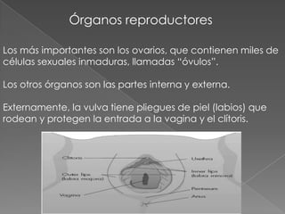 Órganos reproductores

Los más importantes son los ovarios, que contienen miles de
células sexuales inmaduras, llamadas “óvulos”.

Los otros órganos son las partes interna y externa.

Externamente, la vulva tiene pliegues de piel (labios) que
rodean y protegen la entrada a la vagina y el clítoris.
 