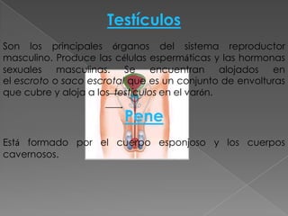 Testículos
Son los principales órganos del sistema reproductor
masculino. Produce las células espermáticas y las hormonas
sexuales masculinas. Se encuentran alojados en
el escroto o saco escrotal que es un conjunto de envolturas
que cubre y aloja a los testículos en el varón.

                         Pene
Está formado por el cuerpo esponjoso y los cuerpos
cavernosos.
 
