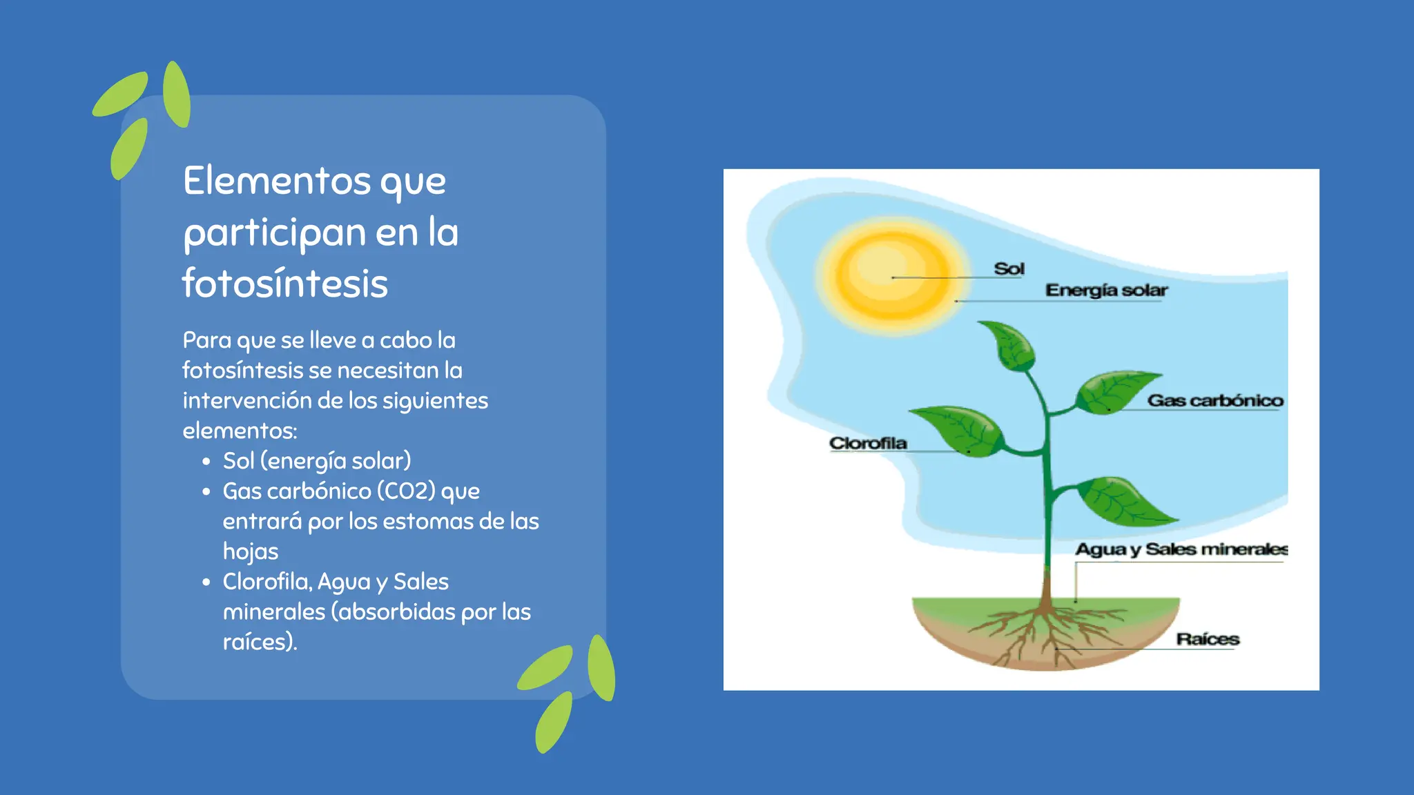 Proceso de la FOTOSÍNTESIS (PASO A PASO) | PDF