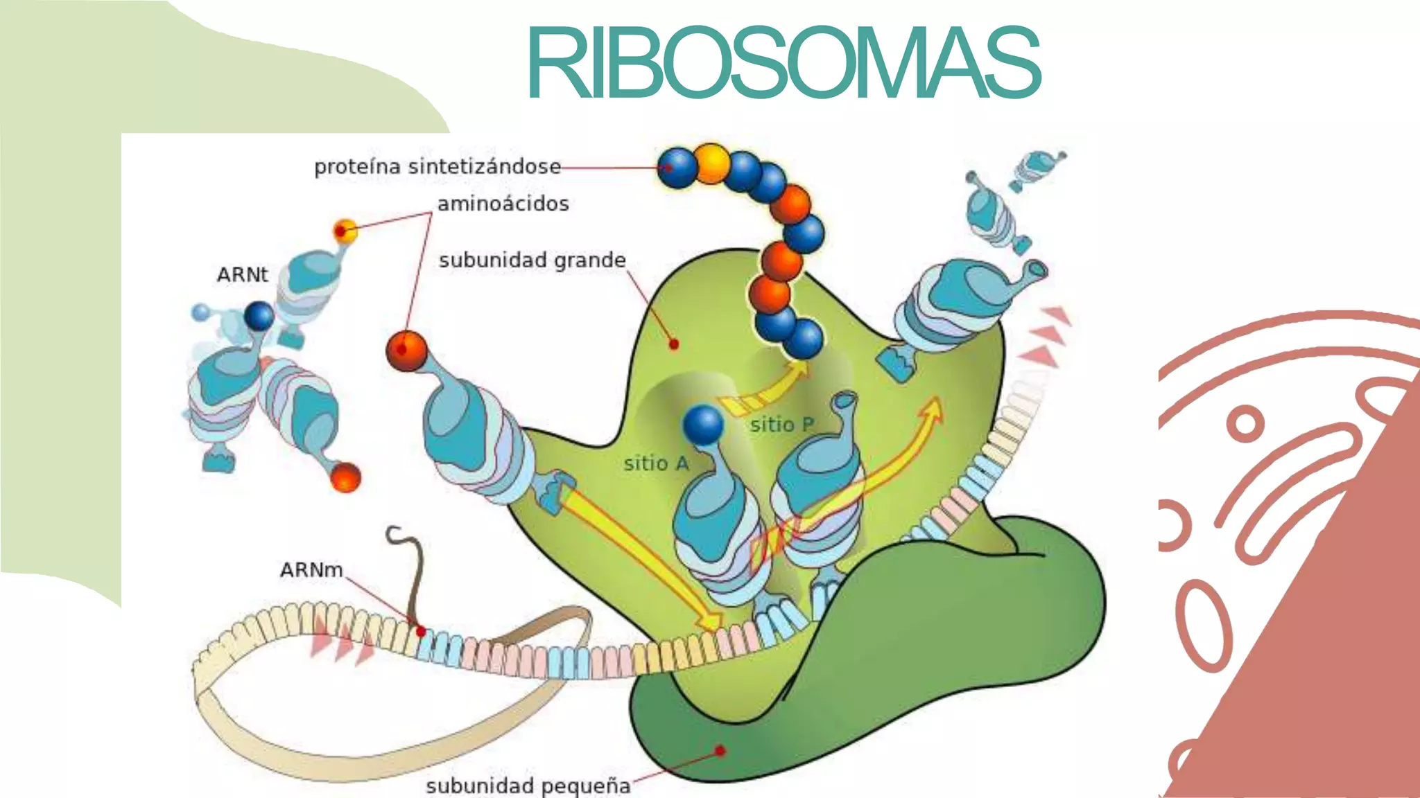 Ribosomas e inclusiones citoplasmáticas | PPTX