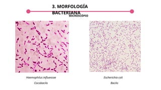 3. MORFOLOGÍA
BACTERIANA
Haemophilus influenzae
MICROSCÓPIO
Escherichia coli
Cocobacilo Bacilo
 