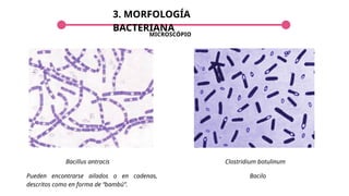3. MORFOLOGÍA
BACTERIANA
Bacillus antracis
MICROSCÓPIO
Clostridium botulinum
Pueden encontrarse ailados o en cadenas,
descritos como en forma de “bambú”.
Bacilo
 