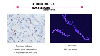 3. MORFOLOGÍA
BACTERIANA
Treponema pallidum
MICROSCÓPIO
Leptospira
Tipo espiroqueta
Espiral (espirilo o espiroqueta)
Es el agente causal de la sífilis
 