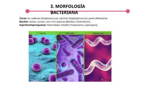 3. MORFOLOGÍA
BACTERIANA
Cocos: en cadenas (Streptococcus), racimos (Staphylococcus), pares (Neisseria).
Bacilos: rectos, curvos, con o sin esporas (Bacillus, Clostridium).
Espirilos/Espiroquetas: helicoidales móviles (Treponema, Leptospira).
 