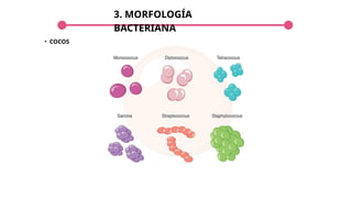 3. MORFOLOGÍA
BACTERIANA
• COCOS
 