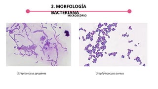 3. MORFOLOGÍA
BACTERIANA
Streptococcus pyogenes
MICROSCÓPIO
Staphylococcus aureus
 