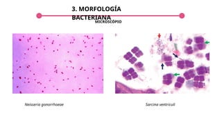 3. MORFOLOGÍA
BACTERIANA
Neisseria gonorrhoeae
MICROSCÓPIO
Sarcina ventriculi
 