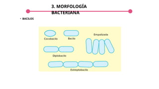3. MORFOLOGÍA
BACTERIANA
• BACILOS
 
