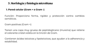1. Pared celular (Gram + o Gram -)
3. Morfología y fisiología microbiana
Función: Proporciona forma, rigidez y protección contra cambios
osmóticos.
Gram positivas (Gram +):
Tienen una capa muy gruesa de peptidoglicano (mureína) que retiene
el colorante cristal violeta en la tinción de Gram.
Contienen ácidos teicoicos y lipoteicoicos, que ayudan a la adherencia y
estabilidad.
 