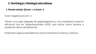 1. Pared celular (Gram + o Gram -)
3. Morfología y fisiología microbiana
Gram negativas (Gram -):
Tienen una capa delgada de peptidoglicano y una membrana externa
adicional rica en lipopolisacáridos (LPS), que actúa como barrera y
puede ser tóxica (endotoxina).
Presentan espacio periplásmico entre membrana interna y externa.
 