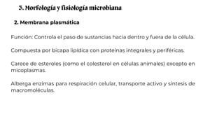 2. Membrana plasmática
3. Morfología y fisiología microbiana
Función: Controla el paso de sustancias hacia dentro y fuera de la célula.
Compuesta por bicapa lipídica con proteínas integrales y periféricas.
Carece de esteroles (como el colesterol en células animales) excepto en
micoplasmas.
Alberga enzimas para respiración celular, transporte activo y síntesis de
macromoléculas.
 