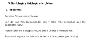 3. Ribosomas
3. Morfología y fisiología microbiana
Función: Síntesis de proteínas.
Son de tipo 70S (subunidades 50S y 30S), más pequeños que los
eucariotas (80S).
Flotan libres en el citoplasma, no están unidos a membranas.
Blanco de algunos antibióticos (ej. tetraciclinas, aminoglucósidos).
 