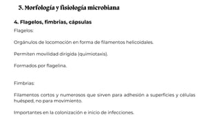 4. Flagelos, fimbrias, cápsulas
3. Morfología y fisiología microbiana
Flagelos:
Orgánulos de locomoción en forma de filamentos helicoidales.
Permiten movilidad dirigida (quimiotaxis).
Formados por flagelina.
Fimbrias:
Filamentos cortos y numerosos que sirven para adhesión a superficies y células
huésped, no para movimiento.
Importantes en la colonización e inicio de infecciones.
 