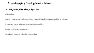 4. Flagelos, fimbrias, cápsulas
3. Morfología y fisiología microbiana
Cápsulas:
Capa viscosa de polisacáridos (o polipéptidos) que rodea la célula.
Protege contra fagocitosis y desecación.
Favorece la adherencia.
Se observan con tinción negativa.
 