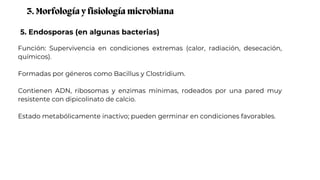 5. Endosporas (en algunas bacterias)
3. Morfología y fisiología microbiana
Función: Supervivencia en condiciones extremas (calor, radiación, desecación,
químicos).
Formadas por géneros como Bacillus y Clostridium.
Contienen ADN, ribosomas y enzimas mínimas, rodeados por una pared muy
resistente con dipicolinato de calcio.
Estado metabólicamente inactivo; pueden germinar en condiciones favorables.
 