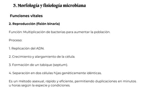 Funciones vitales
3. Morfología y fisiología microbiana
2. Reproducción (fisión binaria)
Función: Multiplicación de bacterias para aumentar la población.
Proceso:
1. Replicación del ADN.
2. Crecimiento y alargamiento de la célula.
3. Formación de un tabique (septum).
4. Separación en dos células hijas genéticamente idénticas.
Es un método asexual, rápido y eficiente, permitiendo duplicaciones en minutos
u horas según la especie y condiciones.
 