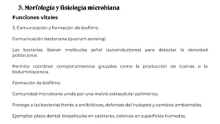Funciones vitales
3. Morfología y fisiología microbiana
3. Comunicación y formación de biofilms
Comunicación bacteriana (quorum sensing):
Las bacterias liberan moléculas señal (autoinductores) para detectar la densidad
poblacional.
Permite coordinar comportamientos grupales como la producción de toxinas o la
bioluminiscencia.
Formación de biofilms:
Comunidad microbiana unida por una matriz extracelular polimérica.
Protege a las bacterias frente a antibióticos, defensas del huésped y cambios ambientales.
Ejemplos: placa dental, biopelículas en catéteres, colonias en superficies húmedas.
 