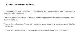 2. Otras tinciones especiales
Tinción negativa: Colorea el fondo, dejando visibles cápsulas como halo transparente
(ej. tinta china, nigrosina).
Tinción fluorescente: Utiliza colorantes o anticuerpos marcados con fluorescencia para
detección rápida.
Tinción de endosporas: Verde de malaquita para esporas y safranina para células
vegetativas.
Tinción de cápsulas: Muestra la cápsula como halo claro sobre un fondo oscuro.
 
