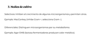 3. Medios de cultivo
Selectivos: Inhiben el crecimiento de algunos microorganismos y permiten otros.
Ejemplo: MacConkey (inhibe Gram +, selecciona Gram -).
Diferenciales: Distinguen microorganismos por su metabolismo.
Ejemplo: Agar EMB (lactosa fermentadores producen color metálico).
 