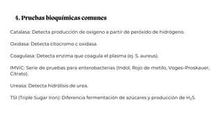 4. Pruebas bioquímicas comunes
Catalasa: Detecta producción de oxígeno a partir de peróxido de hidrógeno.
Oxidasa: Detecta citocromo c oxidasa.
Coagulasa: Detecta enzima que coagula el plasma (ej. S. aureus).
IMViC: Serie de pruebas para enterobacterias (Indol, Rojo de metilo, Voges–Proskauer,
Citrato).
Ureasa: Detecta hidrólisis de urea.
TSI (Triple Sugar Iron): Diferencia fermentación de azúcares y producción de H₂S.
 