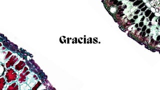 Gracias.
 