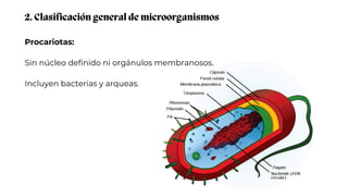 Procariotas:
Sin núcleo definido ni orgánulos membranosos.
Incluyen bacterias y arqueas.
2. Clasificación general de microorganismos
 