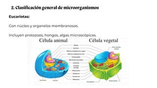 Eucariotas:
Con núcleo y organelos membranosos.
Incluyen protozoos, hongos, algas microscópicas.
2. Clasificación general de microorganismos
 