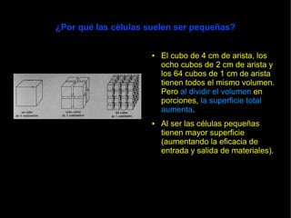 ¿Por qué las células suelen ser pequeñas?


                     ●   El cubo de 4 cm de arista, los
                         ocho cubos de 2 cm de arista y
                         los 64 cubos de 1 cm de arista
                         tienen todos el mismo volumen.
                         Pero al dividir el volumen en
                         porciones, la superficie total
                         aumenta.
                     ●   Al ser las células pequeñas
                         tienen mayor superficie
                         (aumentando la eficacia de
                         entrada y salida de materiales).
 