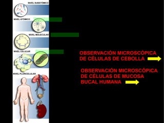 OBSERVACIÓN MICROSCÓPICA
DE CÉLULAS DE CEBOLLA

OBSERVACIÓN MICROSCÓPICA
DE CÉLULAS DE MUCOSA
BUCAL HUMANA
 