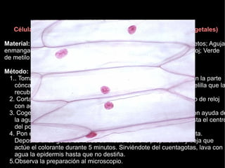 Células de epidermis de cebolla (eucariotas pluricelulares vegetales)

Material: Microscopio óptico; Cuentagotas; Portaobjetos y cubreobjetos; Aguja
enmangada, tijeras, pinzas; Cubeta y soporte de tinción; Vidrio de reloj; Verde
de metilo acético; Bulbo de cebolla.

Método:
 1.. Toma una escama del bulbo de cebolla, haz un pequeño corte en la parte
   cóncava de una escama y arranca con las pinzas un trozo de la telilla que la
   recubre, es decir, de la epidermis.
 2. Corta el fragmento en trozos pequeños y sumérgelos en un vidrio de reloj
   con agua.
 3. Coge un portaobjetos y apóyalo inclinado en el vidrio de reloj. Con ayuda de
   la aguja enmangada desliza un trozo de epidermis de cebolla hasta el centro
   del portaobjetos de modo que quede bien extendido.
 4. Pon el porta en el soporte de tinción colocado encima de la cubeta.
   Deposita unas gotas de verde de metilo sobre la preparación y deja que
   actúe el colorante durante 5 minutos. Sirviéndote del cuentagotas, lava con
   agua la epidermis hasta que no destiña.
 5.Observa la preparación al microscopio.
 