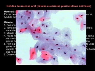 Células de mucosa oral (células eucariotas pluricelulares animales)

Material: Microscopio óptico; Cuentagotas; Portaobjetos y cubreobjetos;
Pinzas de madera; Cubeta y soporte de tinción; Vidrio de reloj; Mechero de alcohol
Azul de metileno; Muestra de mucosa oral

Método
1. Pon una gota de agua en el centro de un portaobjetos.
2. Toma una muestra del interior de la boca, frotando con suavidad la mucosa de la
  cara interna de tu mejilla con el extremo de un palillo de dientes.
3. Mezcla el material obtenido con la gota de agua del porta y extiéndela.
4. Fija la muestra en el porta con calor, para ello, pasa el portaobjetos sobre la llama
  del mechero varias veces hasta que el agua se evapore. El porta se sujeta con las
  pinzas de madera y nunca debe quemar si lo ponemos en el dorso de la mano.
5. Pon el porta en el soporte de tinción colocado encima de la cubeta. Deposita unas
  gotas de azul de metileno sobre la preparación y deja que actúe el colorante
  durante 5 minutos. Sirviéndote del cuentagotas, lava con agua la preparación hasta
  que no destiña.
6. Observa la preparación al microscopio.
 