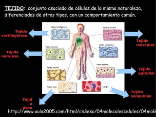 TEJIDO: conjunto asociado de células de la misma naturaleza,
 diferenciadas de otros tipos, con un comportamiento común.


       Tejido
cartilaginoso
                                                          Tejido
                                                          muscular

  Tejido
nervioso


                                                           Tejido
                                                           epitelial




                                                        Tejido
                                                        sanguíneo
           Tejid
               o
           óseo
   http://www.aula2005.com/html/cn3eso/04moleculescelules/04mole
 