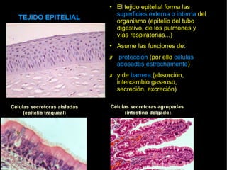 • El tejido epitelial forma las
                                superficies externa o interna del
   TEJIDO EPITELIAL             organismo (epitelio del tubo
                                digestivo, de los pulmones y
                                vías respiratorias...)
                              • Asume las funciones de:
                              ✗ protección (por ello células
                                adosadas estrechamente)
                              ✗ y de barrera (absorción,
                                intercambio gaseoso,
                                secreción, excreción)

Células secretoras aisladas   Células secretoras agrupadas
     (epitelio traqueal)            (intestino delgado)
 