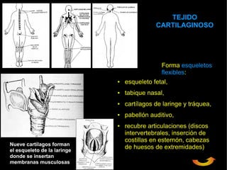 TEJIDO
                                            CARTILAGINOSO




                                              Forma esqueletos
                                              flexibles:
                             ●   esqueleto fetal,
                             ●   tabique nasal,
                             ●   cartílagos de laringe y tráquea,
                             ●   pabellón auditivo,
                             ●   recubre articulaciones (discos
                                 intervertebrales, inserción de
                                 costillas en esternón, cabezas
Nueve cartílagos forman
el esqueleto de la laringe
                                 de huesos de extremidades)
donde se insertan
membranas musculosas
 