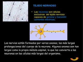 TEJIDO NERVIOSO

                       • Las neuronas son células
                         exclusivas del tejido nervioso
                         capaces de generar y transmitir
                         corrientes eléctricas.




Los nervios están formados por varios axones, las más largas
prolongaciones del cuerpo de la neurona. Algunos axones son tan
largos como la propia médula espinal, lo que los convierte a las
neuronas en las células más largas del organismo.
 