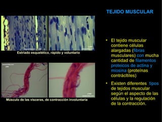 TEJIDO MUSCULAR




                                                       • El tejido muscular
                                                         contiene células
       Estriado esquelético, rápido y voluntario
                                                         alargadas (fibras
                                                         musculares) con mucha
                                                         cantidad de filamentos
                                                         proteicos de actina y
                                                         miosina (proteínas
                                                         contrácltiles)
                                                       • Existen diferentes tipos
                                                         de tejidos muscular
                                                         según el aspecto de las
Músculo de las vísceras, de contracción involuntaria     células y la regulación
                                                         de la contracción.
 