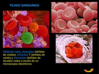 TEJIDO SANGUÍNEO




Glóbulos rojos, plaquetas (teñidas
de violeta), linfocitos T (teñidos de
verde) y monocitos (teñidos de
dorado) vistos a través de un
microscopio electrónico.
 