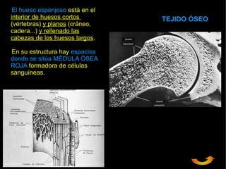 El hueso esponjoso está en el
interior de huesos cortos        TEJIDO ÓSEO
(vértebras) y planos (cráneo,
cadera...) y rellenado las
cabezas de los huesos largos.

En su estructura hay espacios
donde se sitúa MÉDULA ÓSEA
ROJA formadora de células
sanguíneas.
 
