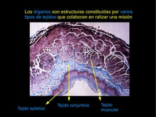 Los órganos son estructuras constituídas por varios
    tipos de tejidos que colaboran en ralizar una misión




                   Tejido conjuntivo    Tejido
Tejido epitelial                        muscular
 