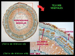 TEJI DOS
                                                 VEGETALES




              PARÉNQUIMA
               MEDULAR



                                                             CÓRTEX




                                      CILINDRO
( Tal l o de hi bi s c o x2)          VASCULAR



 ( Tal l o de hi bi s c o x10)   PAR. MED.
 