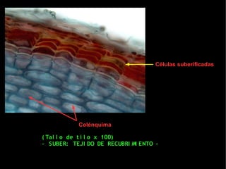 Células suberificadas




           Colénquima

( Tal l o de t i l o x 100)
- SUBER: TEJI DO DE RECUBRI MI ENTO -
 
