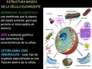 ESTRUCTURA BÁSICA
DE LA CÉLULA EUCARIONTE

MEMBRANA PLASMÁTICA:
una membrana que la separa
del medio externo, pero que
permite el intercambio de
materia.

ADN o material genético
que determina las
características de la célula.

CITOPLASMA CON
ORGÁNULOS: cada tipo de
orgánulo especializado en una
función dentro de la célula.
 