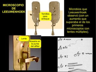 MICROSCOPIO
     DE                                        Microbios que
LEEUWENHOEK                                    Leeuwenhoek
                                Tornillos
                                 para         observó (con un
                                enfoque         aumento que
                                            superaba el de los
                                                  primeros
                                            microscopios con
                                             lentes múltiples).

         Lente
                 Muestra en
                  la punta
                  del alfiler
 