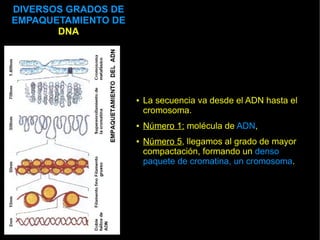 DIVERSOS GRADOS DE
EMPAQUETAMIENTO DE
       DNA



         5
                     ●   La secuencia va desde el ADN hasta el
                         cromosoma.
         4           ●   Número 1: molécula de ADN,
                     ●   Número 5, llegamos al grado de mayor
                         compactación, formando un denso
                         paquete de cromatina, un cromosoma.
         3


         2

         1
 