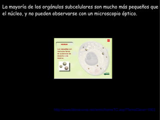 La mayoría de los orgánulos subcelulares son mucho más pequeños que
el núcleo, y no pueden observarse con un microscopio óptico.




                      http://www.librosvivos.net/smtc/homeTC.asp?TemaClave=1063
 