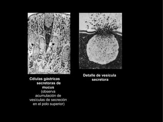 Detalle de vesícula
Células gástricas             secretora
    secretoras de
        mucus
       (observa
   acumulación de
vesículas de secreción
  en el polo superior)
 