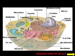 ESQUEMA MUDO DE CÉLULA
 