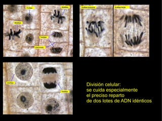 División celular:
se cuida especialmente
el preciso reparto
de dos lotes de ADN idénticos
 