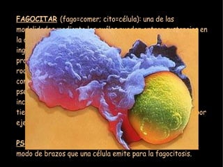 FAGOCITAR (fago=comer; cito=célula): una de las
modalidades mediante las cuáles pueden entrar sustancias en
la célula. La fagocitosis se produce cuando la sustancia a
ingerir es muy grande: la célula se deforma, originando
prolongaciones a modo de brazos (pseudópodos) que van
rodeando a la partícula a engullir hasta hacerlo
completamente. Una vez que ésto ha sucedido ambos
pseudópodos se fusionan al juntarse y la partícula queda
incorporada al interior de la célula. No todas las células
tienen capacidad de fagocitar (son capaces de fagocitar, por
ejemplo, los glóbulos blancos macrófagos)

PSEUDÓPODO (pseudo=falso; podo=pie): deformaciones a
modo de brazos que una célula emite para la fagocitosis.
 