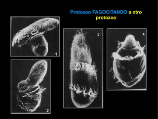 Protozoo FAGOCITANDO a otro
                  protozoo


                  3                   4



    1




2
 